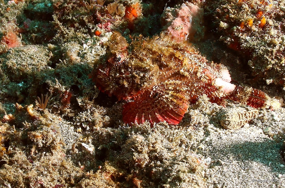 Bali 2016 - Bluntsnout scorpionfish - Poisson scoprpion - Scorpaenopsis obtusa - IMG_6094_rc.jpg